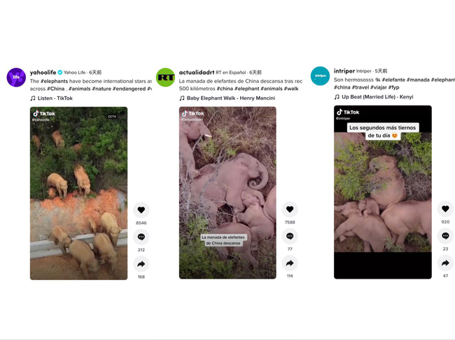 “旅行大象”在中国 百万TikTok网友在线“追象”
