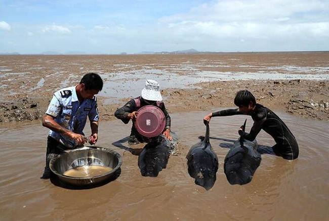 图为：7月6日，救援人员在紧急救治海滩上搁浅的瓜头鲸。